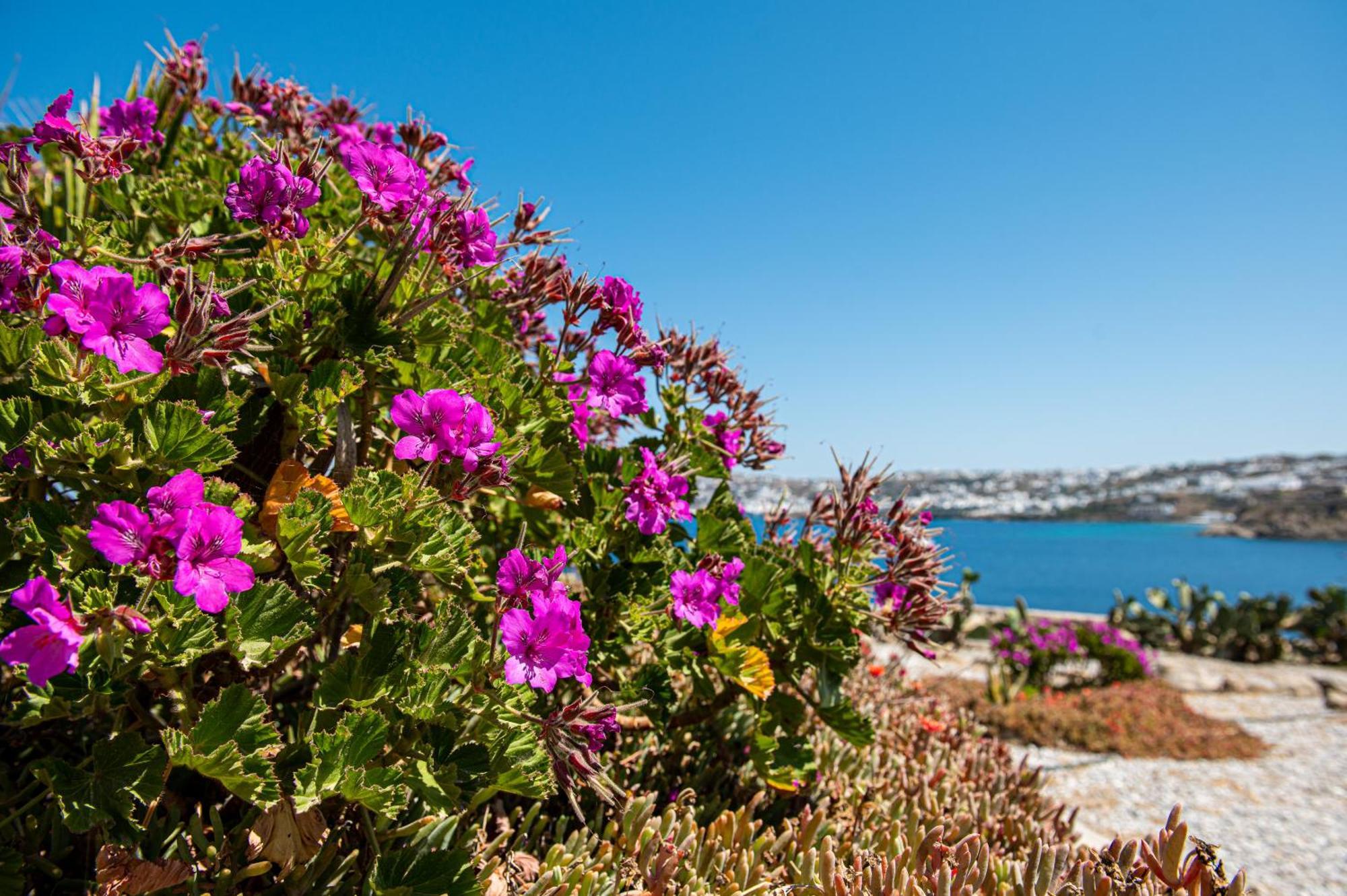 Carpe Diem Villas Mykonos ,Heated Pool! Ornos  Room photo